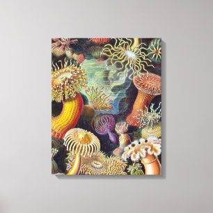 Zeeanemoon Wetenschappelijke Natuur Oceaan Canvas Afdruk