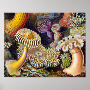 Zeeanemoon Wetenschappelijke Natuur Oceaan Poster