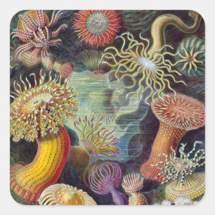 Zeeanemoon Wetenschappelijke Natuur Oceaan Vierkante Sticker