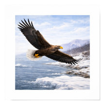 Zeearend (Haliaeetus albicilla) –
