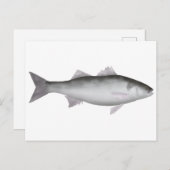 zeebaars briefkaart (Voorkant / Achterkant)