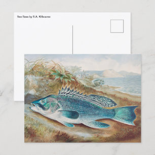 Zeebaars door S.A. Kilbourne, Oude vis Briefkaart
