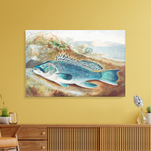 Zeebaars door S.A. Kilbourne, Oude vis Canvas Afdruk