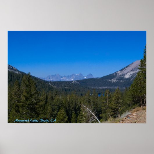 Zeebekken van zoogdieren, CA Poster (Voorkant)