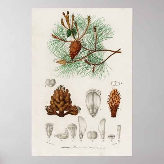 Zeeden (Pinus maritima) Poster (Voorkant)