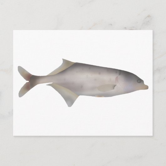 Zeeduivel Briefkaart (Voorkant)