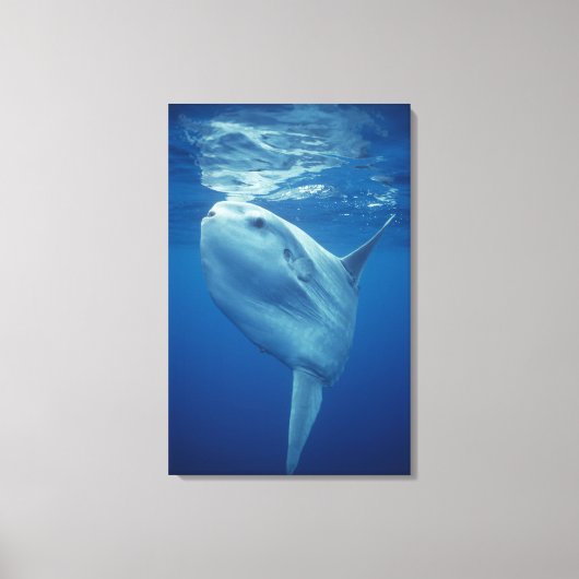 Zeeduivel Canvas Afdruk (Voorkant)