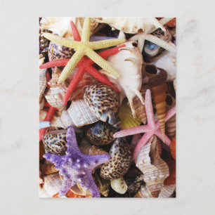 Zeeduivel, kleurrijke schelp briefkaart
