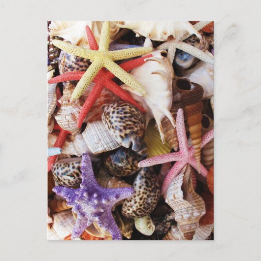 Zeeduivel, kleurrijke schelp briefkaart (Voorkant)