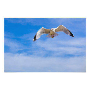 Zeeëend die hoog vliegt tegen een blauwe lucht foto afdruk