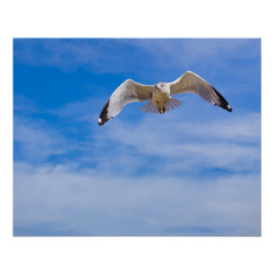 Zeeëend die hoog vliegt tegen een blauwe lucht perfect poster