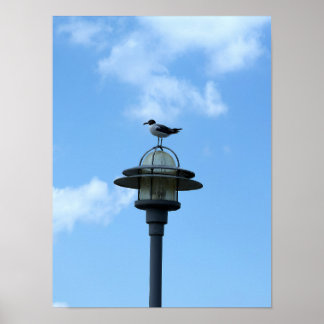 Zeeëend op Licht Poster