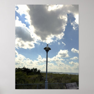 Zeeëend op Licht Poster
