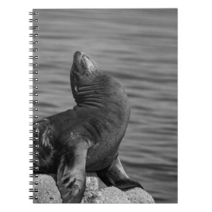 Zeeen leeuw op rotsen - Wildlife Photography Notitieboek