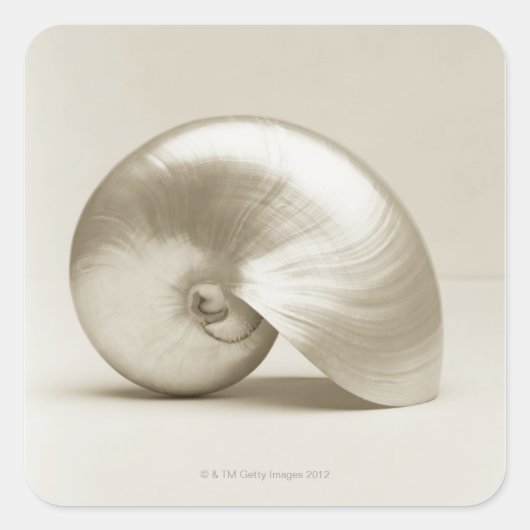 Zeeen schelp van geparelde nautilus vierkante sticker (Voorkant)