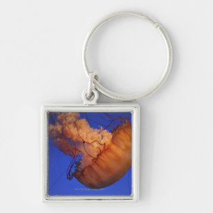 Zeeen schelpdieren sleutelhanger