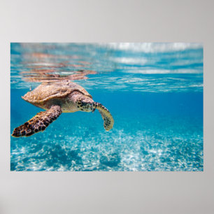 Zeeen schildpad poster