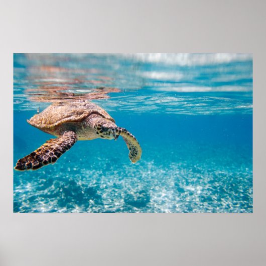 Zeeen schildpad poster (Voorkant)