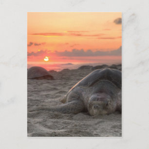 Zeeen schildpadden op zonsondergang briefkaart