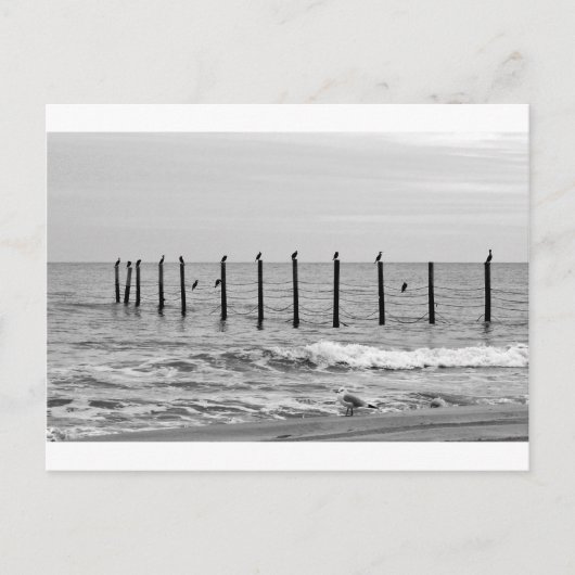 zeeen slokken op het strand briefkaart (Voorkant)