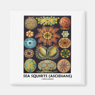 Zeeen strijkjes (ascidianen - Natuur-artsvormen) Magneet