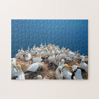 Zeeen vogels legpuzzel