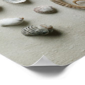 Zeef en schelp poster (Hoek)