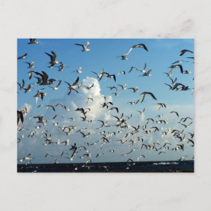 zeegarenden die over het strand vliegen briefkaart