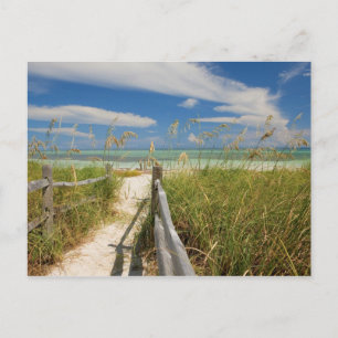 Zeehaver (Uniola paniculata) groeiend bij het stra Briefkaart