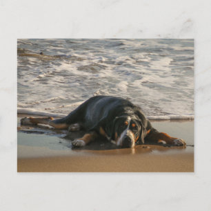 Zeehond Briefkaart