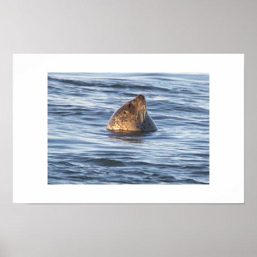 Zeehond Foto Poster (Voorkant)