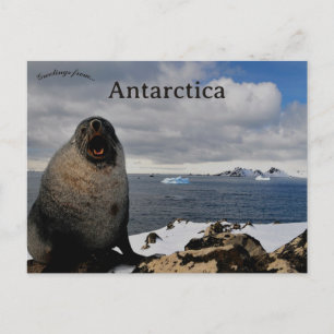 Zeehond in Cape Shirreff Livingston Island Antarct Briefkaart