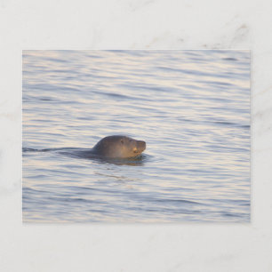 Zeehond in Oceaan Foto Ansichtkaart Briefkaart