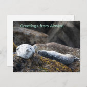 Zeehonden op een rots feestdagenkaart (Voorkant / Achterkant)