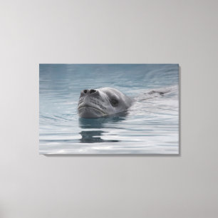 zeehondenluipaard die zwemt canvas afdruk