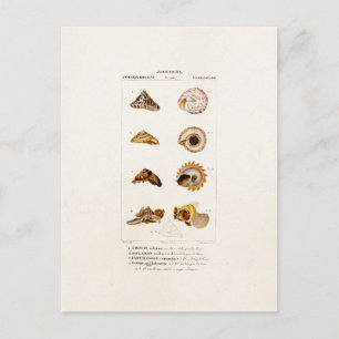  zeekleppels, gepersonaliseerde detailhandelkleur  briefkaart