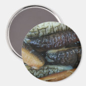 Zeekomkommer ... Yaowarat Markt Eten Magneet (Voorkant / Achterkant)