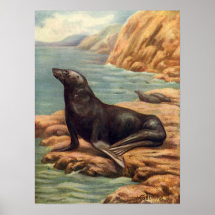 Zeeleeuw aan de kust, Vintage zeezoogdieren Poster