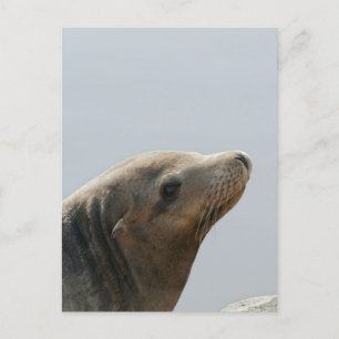 Zeeleeuw Briefkaart