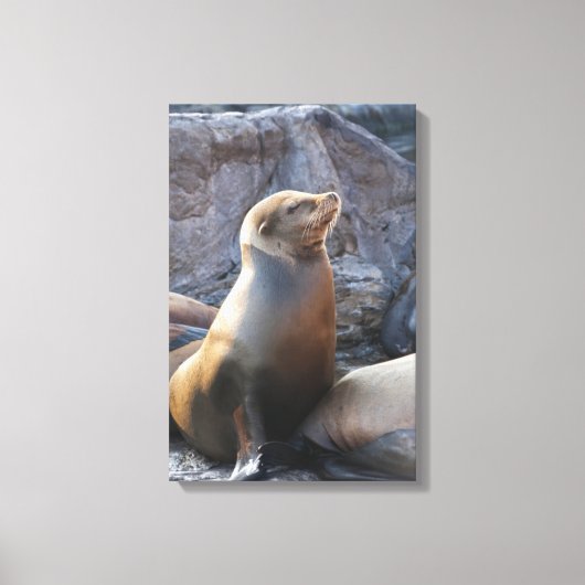 Zeeleeuw Canvas Afdruk (Voorkant)