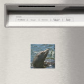 Zeeleeuw Magneten (Insitu (Vaatwasser))