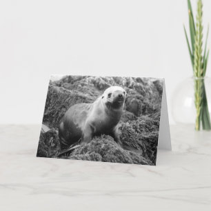 Zeeleeuw notecard kaart