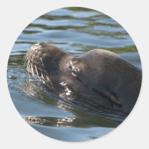 Zeeleeuw Ronde Sticker