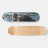 Zeeleeuw Skateboard (Horizontaal)