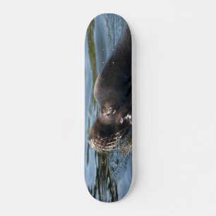 Zeeleeuw Skateboard