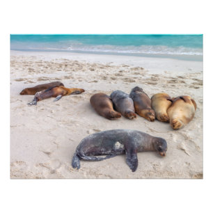 Zeeleeuwen die op het strand rusten foto afdruk