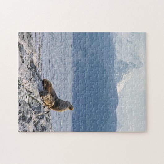 Zeeleeuwen in Beagle kanaal - Argentinië Legpuzzel (Horizontaal)