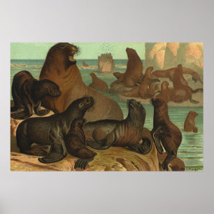 Zeeleeuwen op het strand, vintage zeeleven dier poster