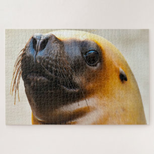 Zeeleeuwen van onze zeeën legpuzzel