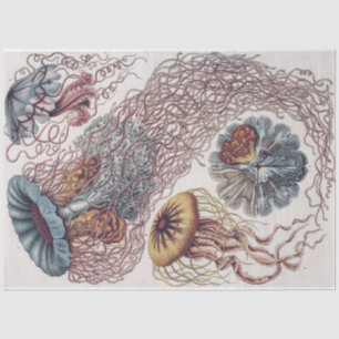 Zeeleven kwallen - Ernst Haeckel Decoupage Tissuepapier